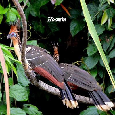 Hoatzin